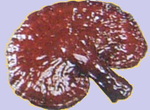 BILD: Ganoderma
