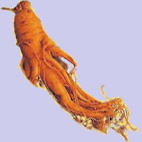 BILD: Ginseng