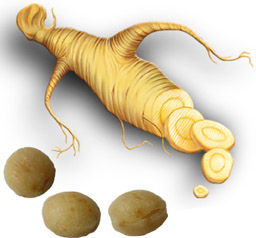 BILD: Ginseng & GinSweet